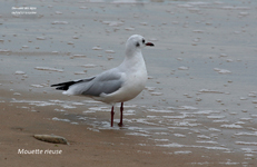 Mouette rieuse IMG_1234a.jpg
